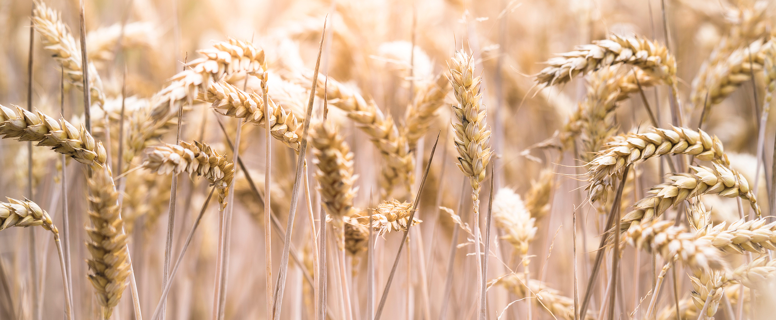 Kaffebröd och kavlade degar